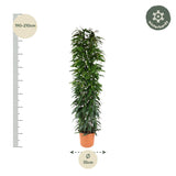 Ficus Alii King column
