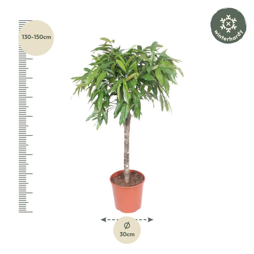 Ficus Amstel King