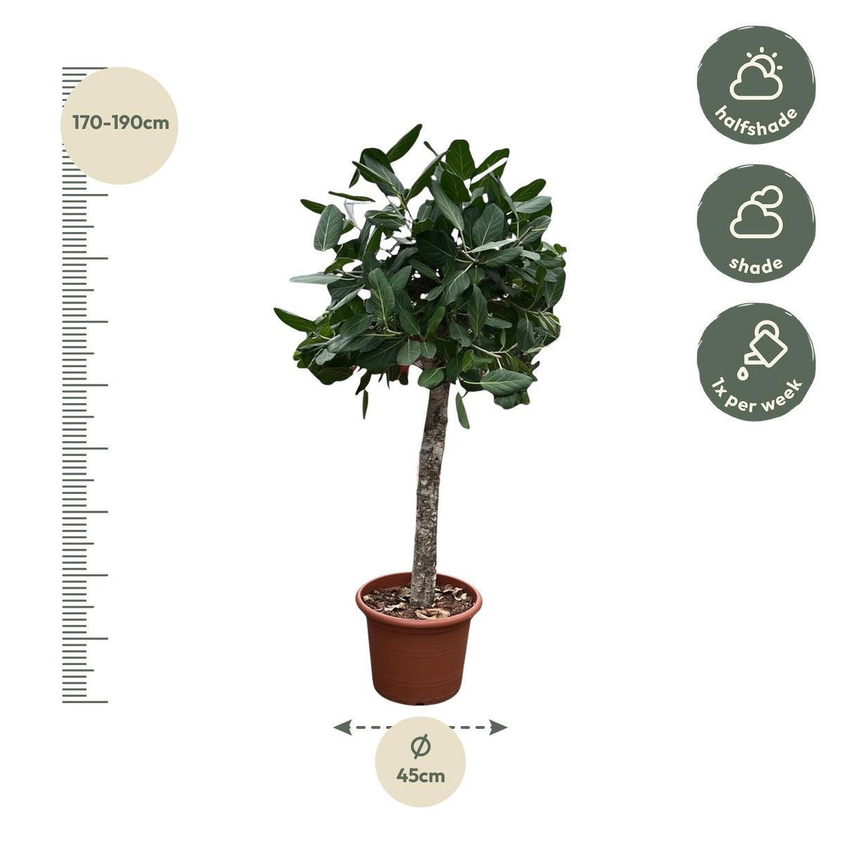 Ficus Benghalensis tree