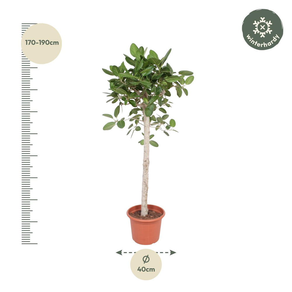 Ficus Benghalensis-træet