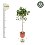 Ficus Benghalensis tree