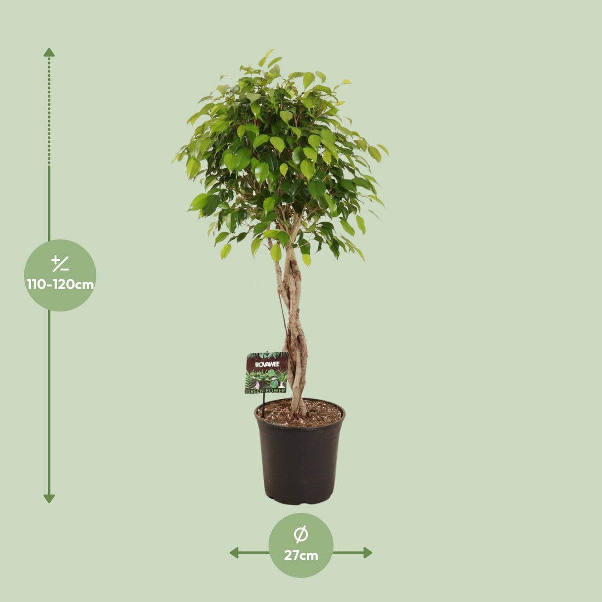 Ficus Benjamina Exotica