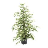 Ficus benjamina Twilight