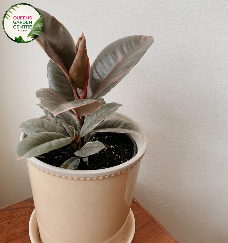 Close-up of Ficus elastica Ruby: This image showcases the vibrant ruby-colored leaves of the Ficus elastica Ruby plant, displaying its glossy texture and rich hue in detail.