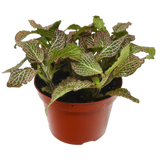 Fittonia 'Pink'