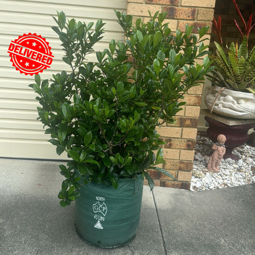 Gardenia Augusta Magnifica