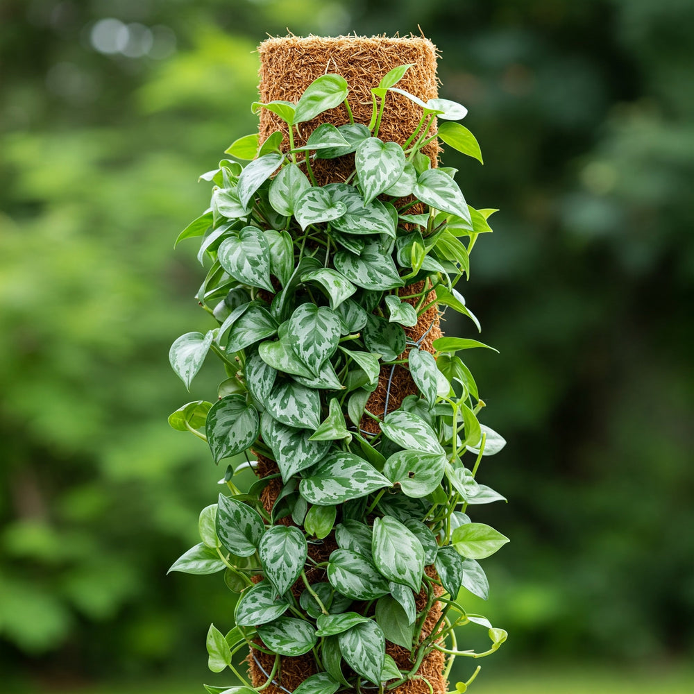 Pothos Silver Hero Totem