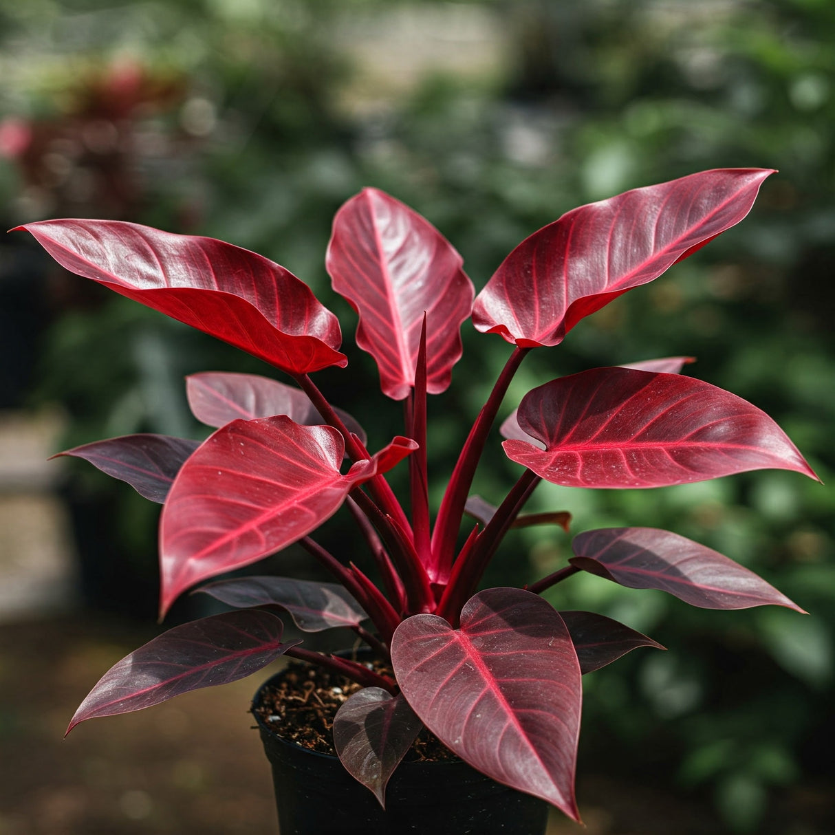 Philodendron Imperial Red