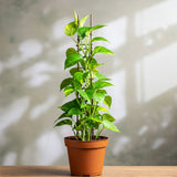 Epipremnum Pothos Totem
