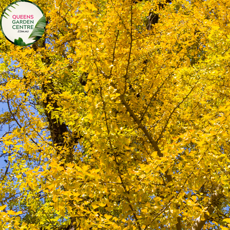 Ginkgo Biloba Maidenhair Tree Pleached