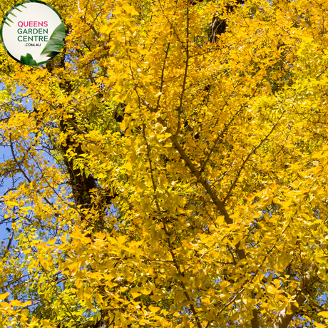 Ginkgo Biloba Maidenhair Tree Pleached