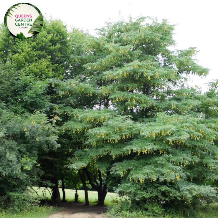 Alt text: Close-up photo of Gleditsia triacanthos var. inermis 'Elegantissima,' showcasing its finely textured foliage. This deciduous tree is known for its elegant and delicate appearance, with fern-like leaves featuring a blend of green and cream tones. An attractive choice for landscapes, offering both grace and visual interest.