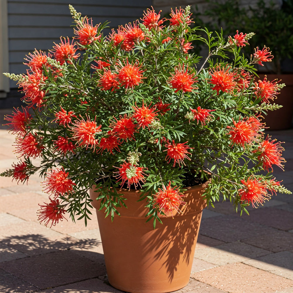 Grevillea Red Coral features vibrant red, spider-like flowers with delicate, curling petals and fern-like green foliage, attracting bees and birds.