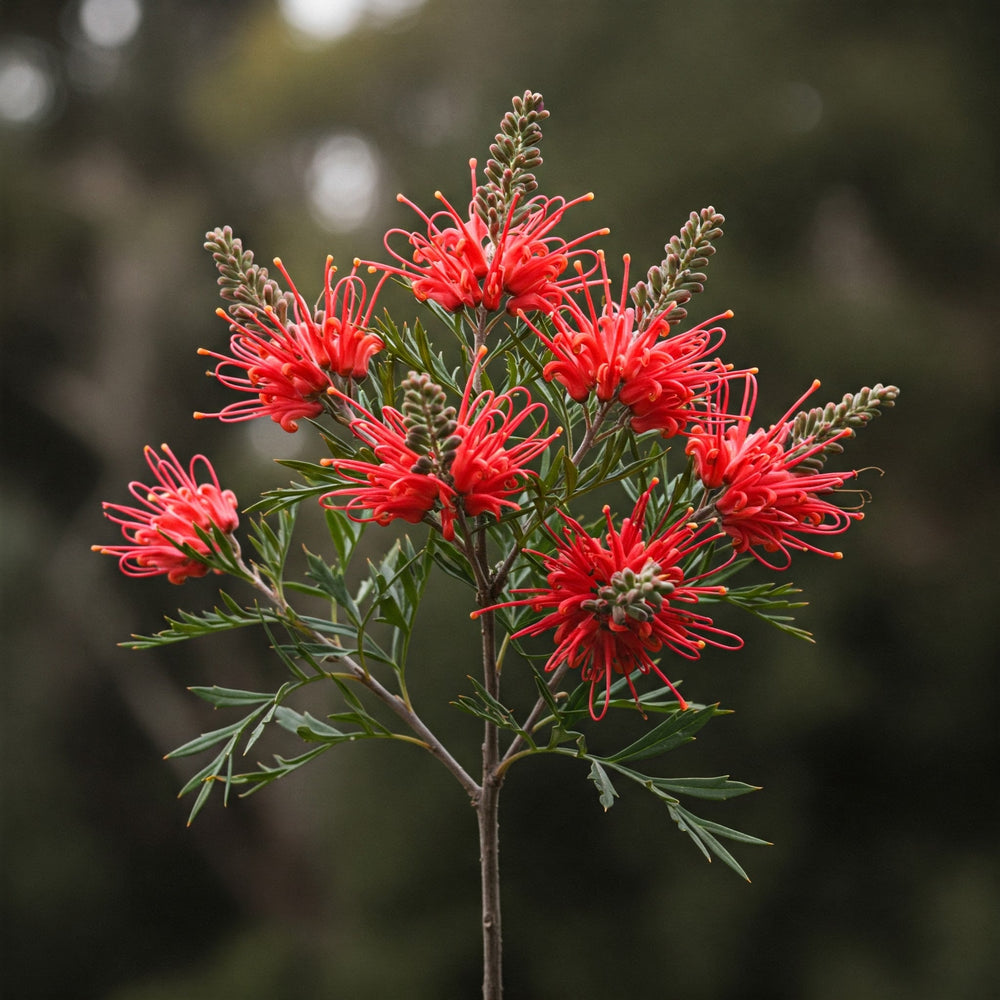 Grevillea Red Coral features vibrant red, spider-like flowers with delicate, curling petals and fern-like green foliage, attracting bees and birds.