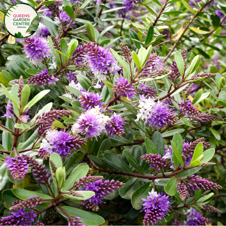 "A captivating image featuring the Hebe 'Inspiration' plant, showcasing its ornamental qualities. This evergreen shrub exhibits glossy, lance-shaped leaves with variegated green and cream coloring, creating an eye-catching visual display. 'Inspiration' is a cultivar of Hebe, known for its compact and mounding growth habit. 