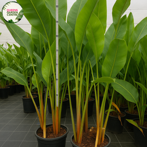 Heliconia Bihai x Caribaea CV.Richmond Red