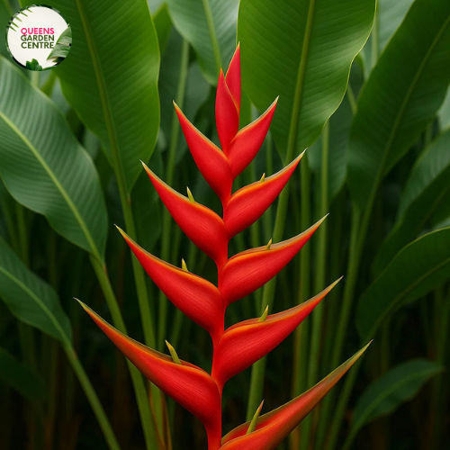 Heliconia Bihai x Caribaea CV.Richmond Red