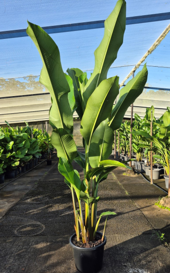 Heliconia Kawauchi