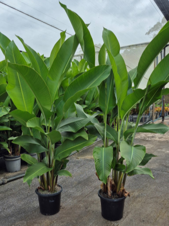 Heliconia Kawauchi