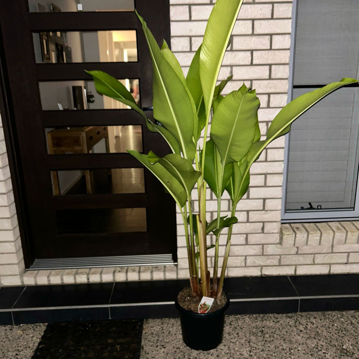 Heliconia Kawauchi