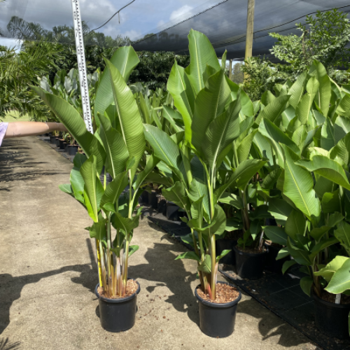 Heliconia Kawauchi