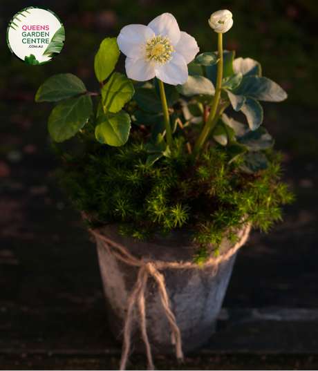 "A captivating image of the Helleborus Gold Collection® 'Ice Breaker Max' plant, highlighting its exquisite winter-flowering characteristics. This perennial evergreen, also known as the Lenten Rose, features nodding, cup-shaped flowers in a delicate shade, possibly with hues of white or light pink. The leathery, serrated foliage forms a lush and dense backdrop. 'Ice Breaker Max' is a cultivar of the Helleborus Gold Collection®, renowned for its early and prolific blooming during late winter to early spring.