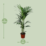 Howea forsteriana