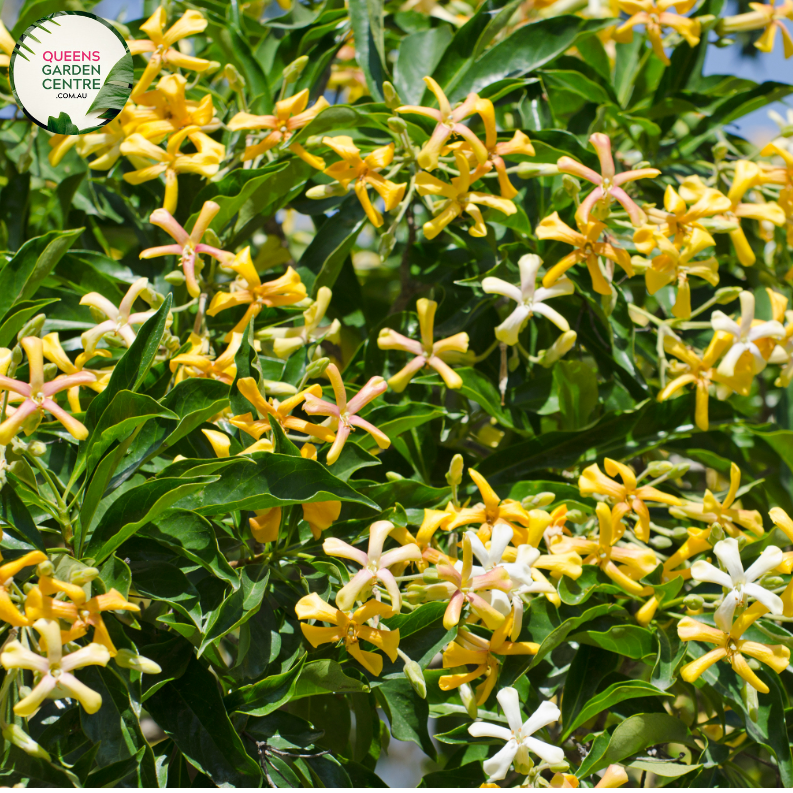 "A close-up view of the Hymenosporum flavum plant, showcasing its glossy evergreen foliage and fragrant cream-colored flowers. The leaves are lance-shaped and dark green, providing an attractive backdrop for the clusters of tubular blossoms. The Hymenosporum flavum, commonly known as the 'Sweetshade' or 'Native Frangipani,' is a visually appealing addition to garden landscapes, offering both ornamental foliage and aromatic blooms."