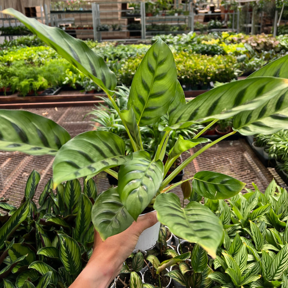 Calathea Leopardina