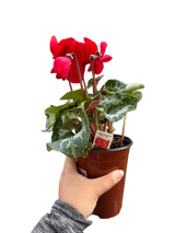 Cyclamen 'Red'