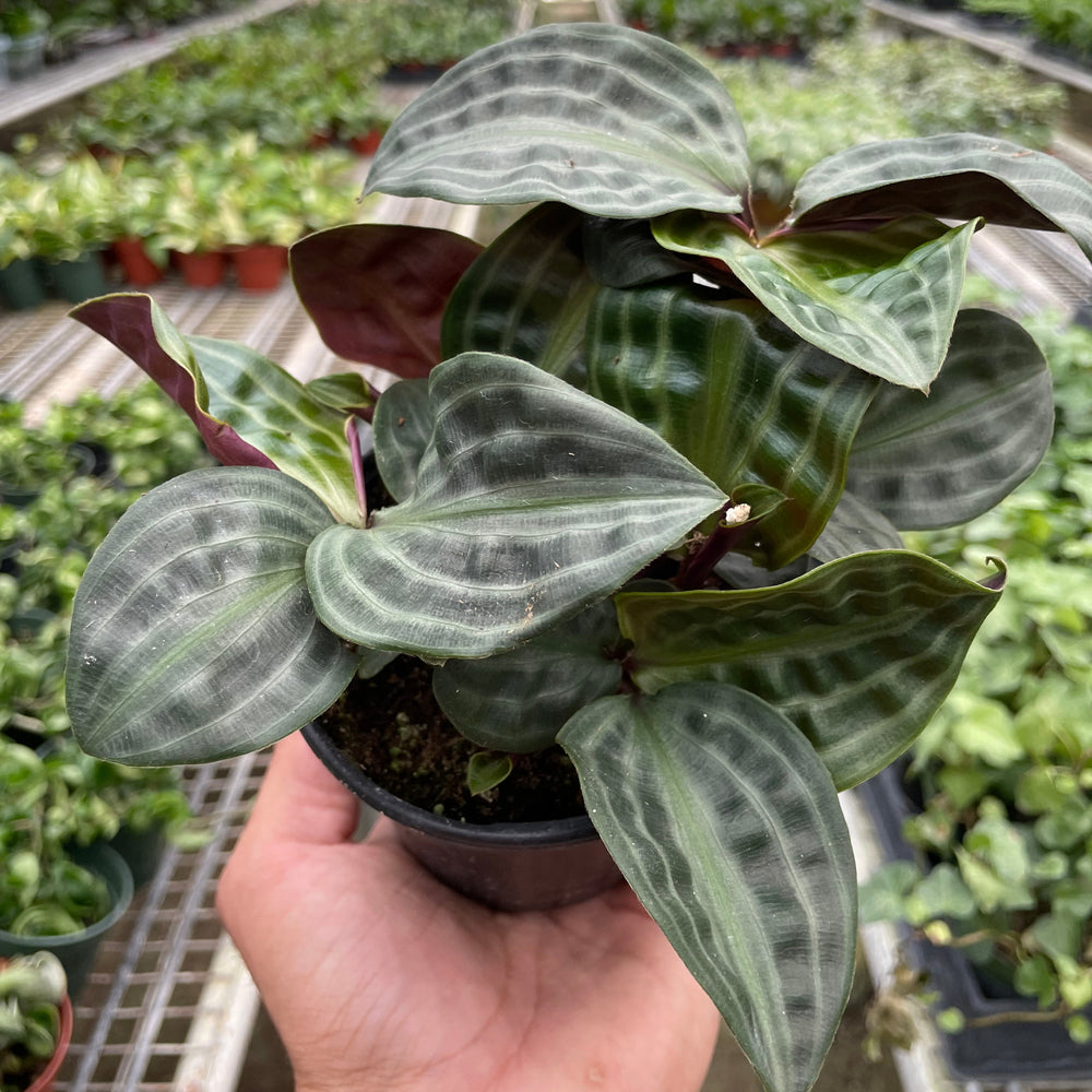 Geogenanthus 'Seersucker'