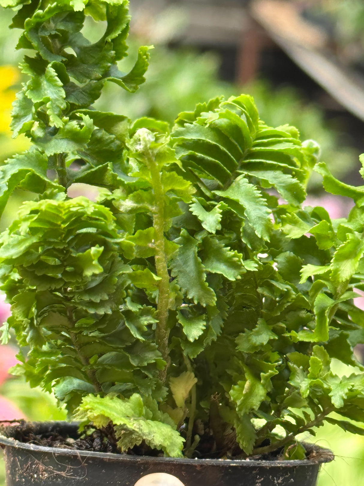 'Emina' Fern