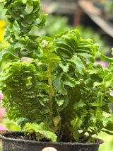 'Emina' Fern