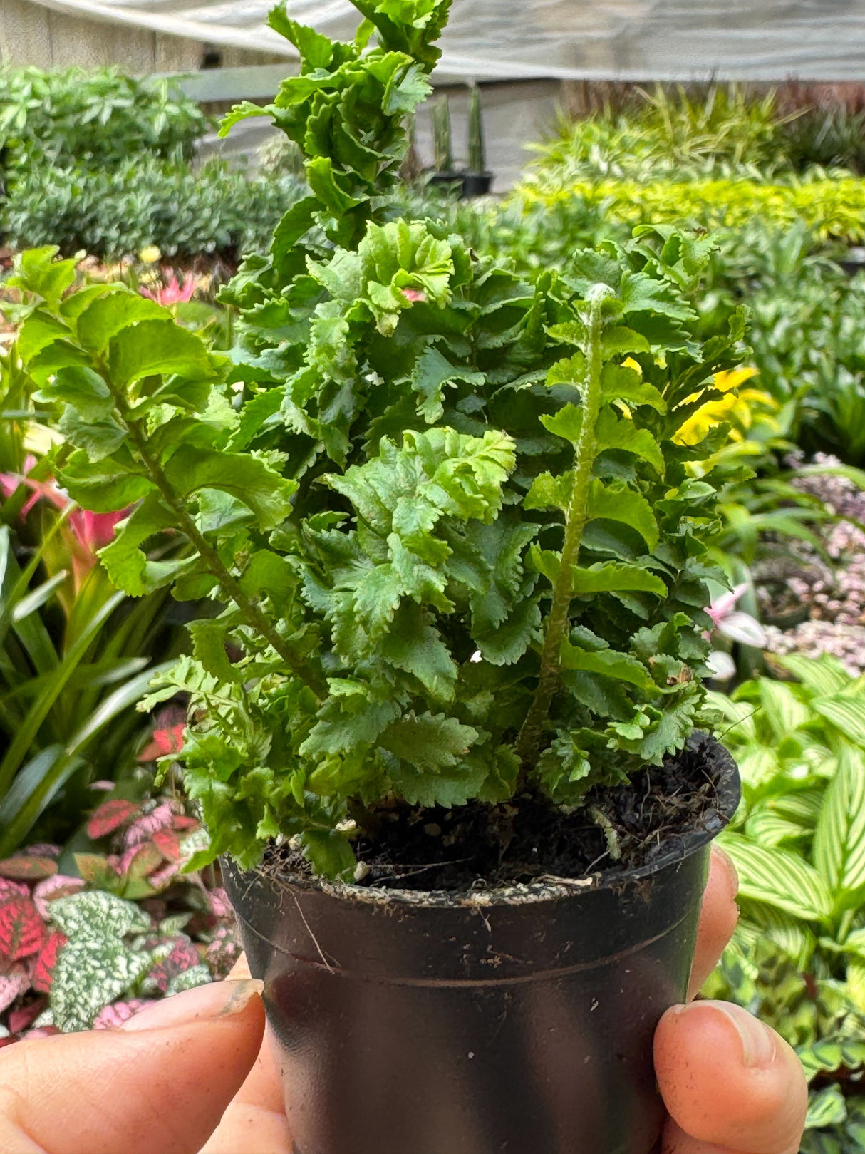 'Emina' Fern