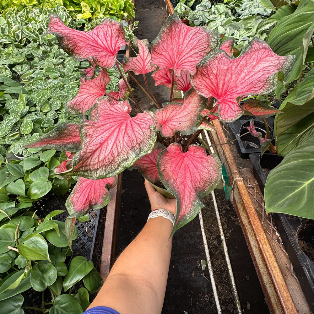 Caladium Red Flash