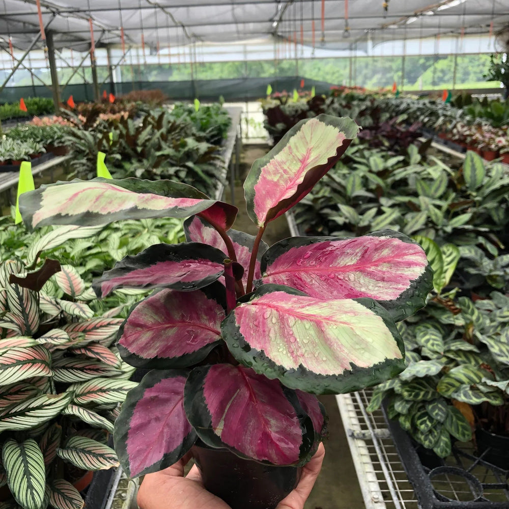 Calathea roseopicta 'Silvia'