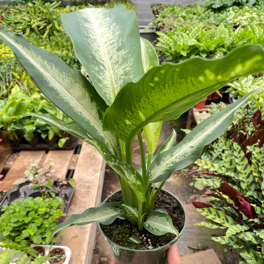 Dieffenbachia Panther