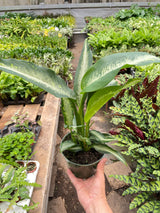 Dieffenbachia Panther