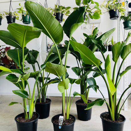 Close-up photo of a Bird of Paradise (Strelitzia Nicolai) plant, showcasing its striking and tropical flowers. The plant features a cluster of large, paddle-shaped leaves with a glossy green color. Rising from the center of the foliage is a vibrant orange and blue flower, resembling a tropical bird in flight, giving the plant its common name. 