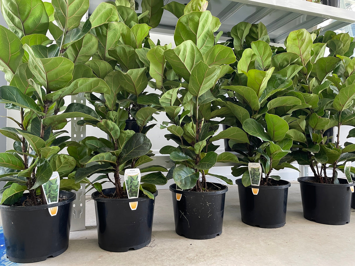 Ficus Lyrata Bambino (Fiddle Leaf Fig Bambino)