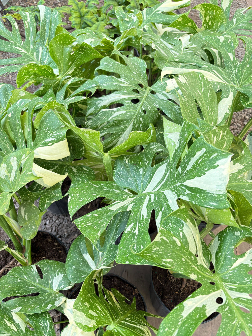 Monstera 'Thai Constellation'