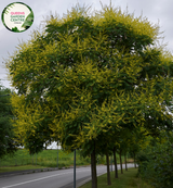 Alt text: Koelreuteria paniculata 'Gocanzam' Golden Candle, featuring a close-up view of the plant. This deciduous tree stands out with its compound leaves and vibrant golden-yellow panicles of flowers. A dazzling addition to gardens, admired for its unique beauty and ornamental value.