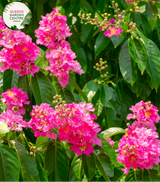 Alt text: Close-up photo of a Buxus sempervirens, commonly known as English Box or Common Box, showcasing its dense and evergreen foliage. The compact shrub features small, dark green leaves arranged neatly, creating a formal and manicured appearance. The image captures the classic beauty and versatility of the Buxus sempervirens English Box, often used for hedging, topiary, or as a border plant in garden landscapes.