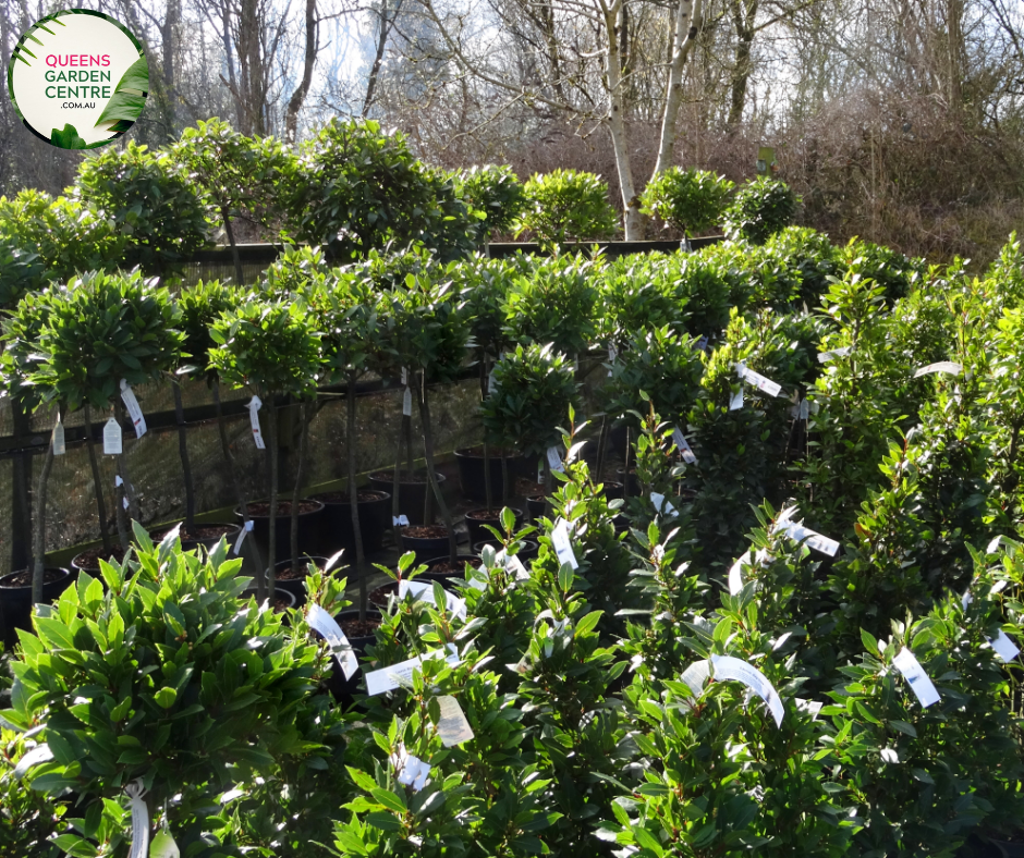  Alt text: Laurus nobilis, commonly known as Bay Laurel or Sweet Bay, is an aromatic evergreen tree cultivated for its culinary and ornamental value. The "Standards" variety features a trained, single-trunked specimen with a rounded canopy of glossy, dark green leaves. These leaves are commonly used as a flavorful herb in cooking. Bay Laurel trees also produce small, yellow-green flowers and dark purple berries. With its handsome foliage and versatility,