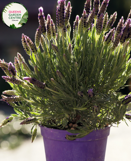 Elevate your garden with the enchanting fragrance and vibrant color of Avonview Lavandula stoechas. Known for its aromatic blooms and compact growth habit, this lavender variety adds a touch of elegance to any landscape. Enjoy the beauty and soothing scent of Lavandula stoechas Avonview in your garden or landscape design.