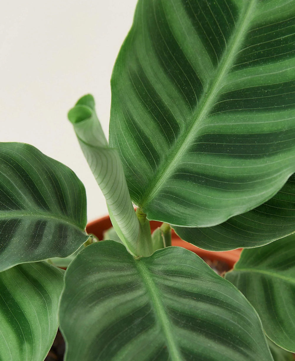 Calathea 'Zebrina'