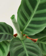 Calathea 'Zebrina'