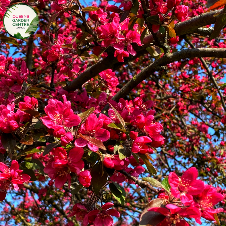 "A close-up view of the Malus 'Royal Raindrops' plant, featuring its distinctive ornamental features. The tree showcases deep purple-red foliage, creating a rich and vibrant backdrop for the clusters of small, pinkish-red flowers. 'Royal Raindrops' is a cultivar of flowering crabapple, prized for its striking foliage and abundant springtime blooms. The combination of dark leaves and colorful blossoms makes this variety a visually captivating addition to garden landscapes, 