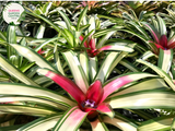 Alt text: Close-up photo of a Neoregelia 'Bossa Nova' plant, showcasing its striking rosette of foliage. The tropical bromeliad features broad, arching leaves with vibrant green hues, gradually transitioning to rich burgundy at the center. The image captures the unique and appealing coloration of the Neoregelia 'Bossa Nova,' adding a touch of elegance to its overall appearance.