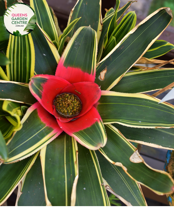 Alt text: Close-up photo of a Neoregelia 'Bossa Nova' plant, showcasing its striking rosette of foliage. The tropical bromeliad features broad, arching leaves with vibrant green hues, gradually transitioning to rich burgundy at the center. The image captures the unique and appealing coloration of the Neoregelia 'Bossa Nova,' adding a touch of elegance to its overall appearance.